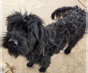 Poodle (Standard)-Unknown Mix Dogs for adoption in San Antonio, TX, USA