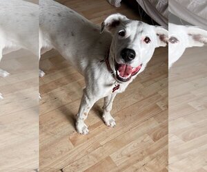 Mutt Dogs for adoption in Farmington, MN, USA