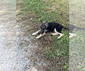 German Shepherd Dog Puppy for sale in ARMSTRONG, MO, USA