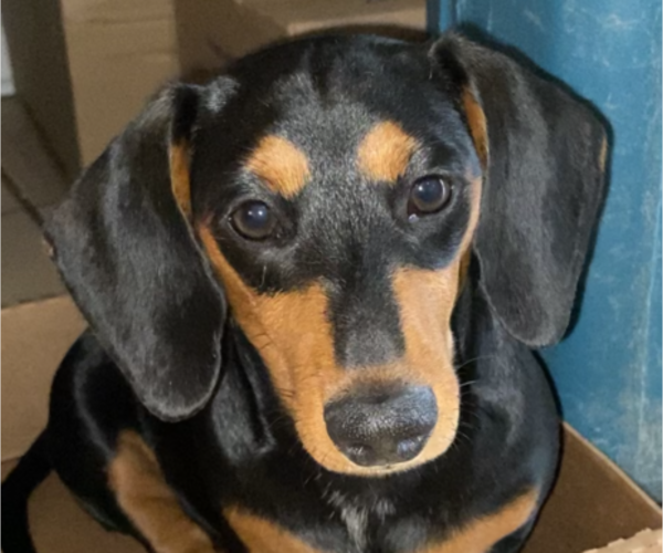 Medium Photo #1 Dachshund Puppy For Sale in LUBBOCK, TX, USA