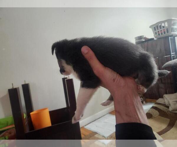 Medium Photo #2 Mutt Puppy For Sale in Calgary, Alberta, Canada