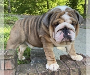 Father of the Bulldog puppies born on 06/11/2022