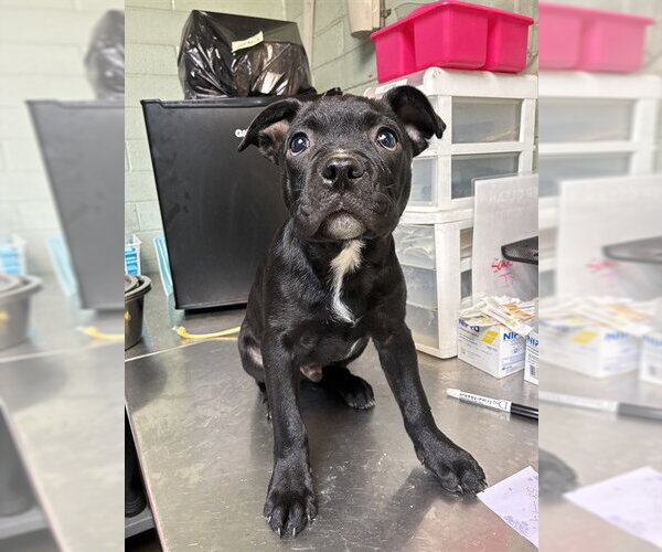 Medium Photo #1 Mutt Puppy For Sale in Stockton, CA, USA