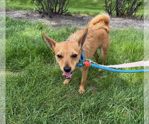 Chihuahua Dogs for adoption in Gilberts, IL, USA
