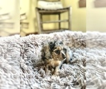 Winnie - Female Cavapoo (Miniature) Puppy for Sale - Photo #2