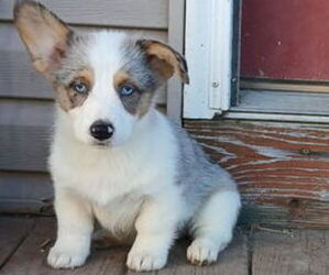 Pembroke Welsh Corgi Puppy for sale in MILTON, WI, USA