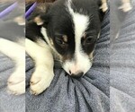 Small #4 Border Collie-Chihuahua Mix