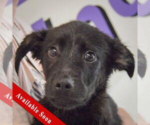 German Shepherd Dog-Unknown Mix Dogs for adoption in Huntley, IL, USA