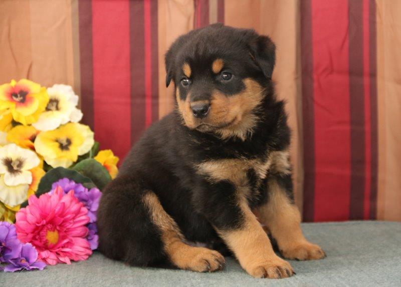 Medium Photo #1 Rottweiler Puppy For Sale in NEW HOLLAND, PA, USA
