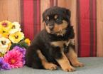 Small Photo #1 Rottweiler Puppy For Sale in NEW HOLLAND, PA, USA