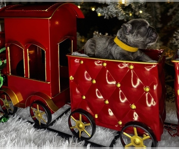 Medium Photo #5 French Bulldog Puppy For Sale in SPRINGFIELD, MO, USA