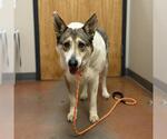 PANDA - Female German Shepherd Dog-Unknown Mix Dog for Adoption - Small photo