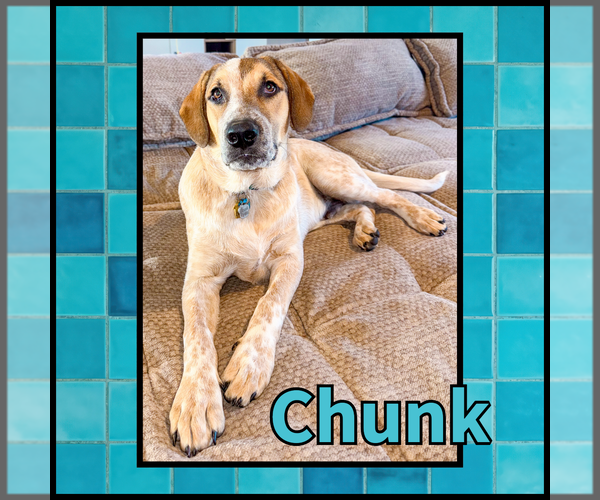 Medium Photo #5 Collie Puppy For Sale in Denton, TX, USA