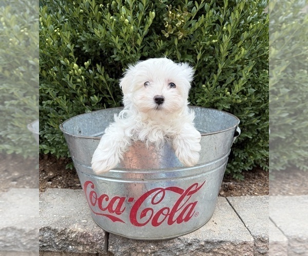 Medium Photo #3 Maltese Puppy For Sale in MIDDLEBURY, IN, USA