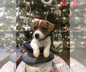 Jack Russell Terrier Puppy for sale in MABLETON, GA, USA