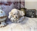 Small Photo #10 Saint Berdoodle Puppy For Sale in QUEEN CREEK, AZ, USA