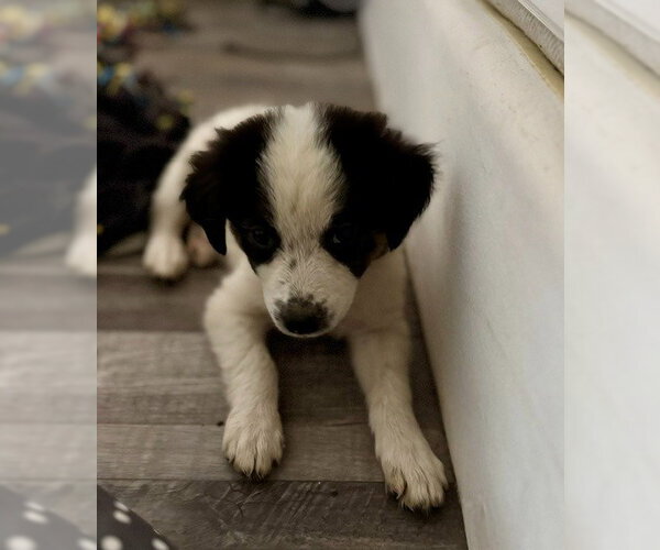Medium Photo #1 Border-Aussie Puppy For Sale in The Woodlands, TX, USA