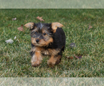 Small #3 Yorkshire Terrier