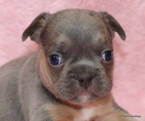 Medium Photo #15 French Bulldog Puppy For Sale in WINNSBORO, TX, USA