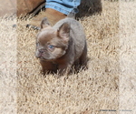 Small Photo #8 French Bulldog Puppy For Sale in WINNSBORO, TX, USA