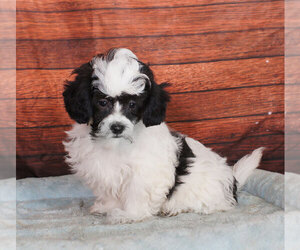 Zuchon Puppy for sale in PENNS CREEK, PA, USA