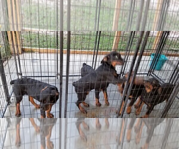 Medium Photo #89 Rottweiler Puppy For Sale in RIEGELWOOD, NC, USA