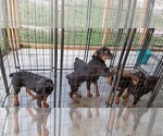 Small Photo #89 Rottweiler Puppy For Sale in RIEGELWOOD, NC, USA