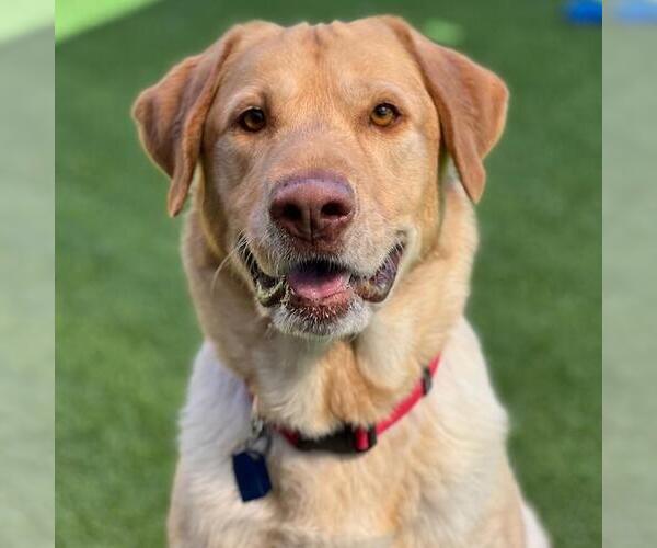 Medium Photo #3 Labrador Retriever Puppy For Sale in San Diego, CA, USA