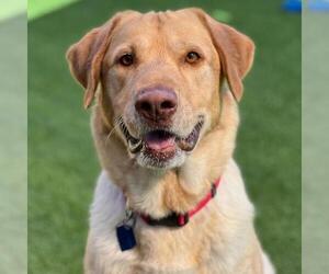 Charlie Brown - Male Labrador Retriever Dog for Adoption - Photo #3