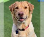 Small Photo #3 Labrador Retriever Puppy For Sale in San Diego, CA, USA