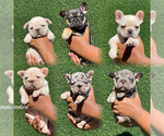 Small Photo #1 French Bulldog Puppy For Sale in ORMOND BEACH, FL, USA