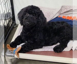 Medium Maltese-Poodle (Standard) Mix