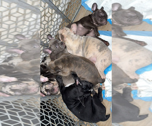 French Bulldog Litter for sale in PALM BAY, FL, USA