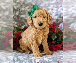 Goldendoodle Puppy for sale in CHRISTIANA, PA, USA
