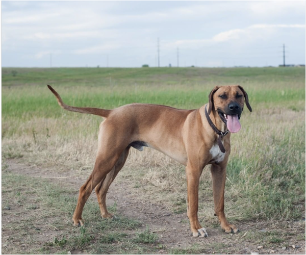Medium Photo #4 Rhodesian Ridgeback Puppy For Sale in FAIRPLAY, CO, USA