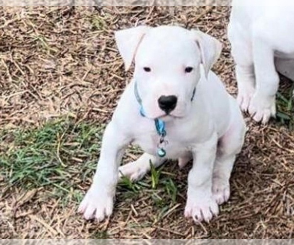 Medium Photo #2 Dogo Argentino Puppy For Sale in PURDON, TX, USA
