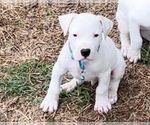 Small Photo #2 Dogo Argentino Puppy For Sale in PURDON, TX, USA
