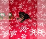 Small Photo #18 Yorkshire Terrier Puppy For Sale in LAPEER, MI, USA
