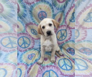 Labrenees Dogs for adoption in New London, WI, USA