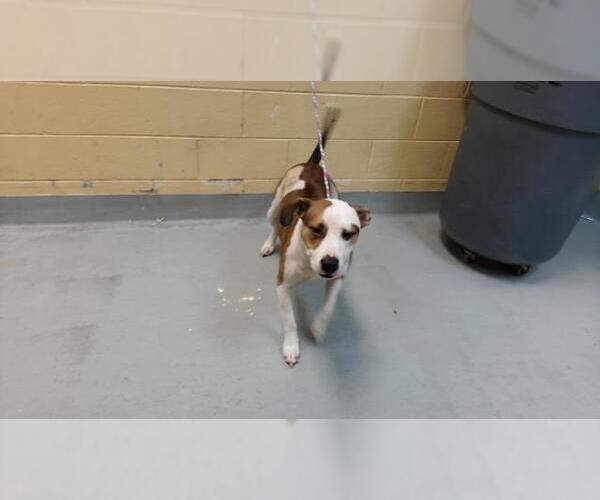 Medium Photo #1 Mutt Puppy For Sale in Tulsa, OK, USA