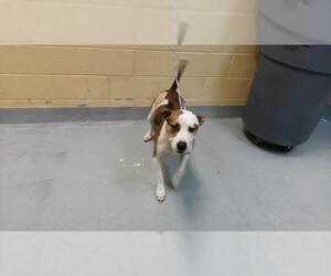 Mutt Dogs for adoption in Tulsa, OK, USA