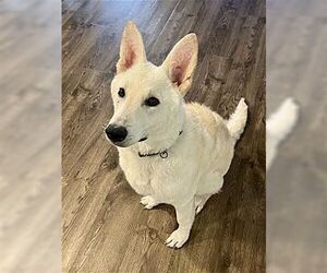 Everest - Male German Shepherd Dog Dog for Adoption - Photo #3