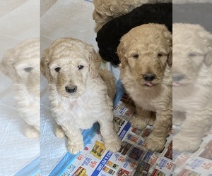 Goldendoodle Puppy for sale in SALUDA, SC, USA