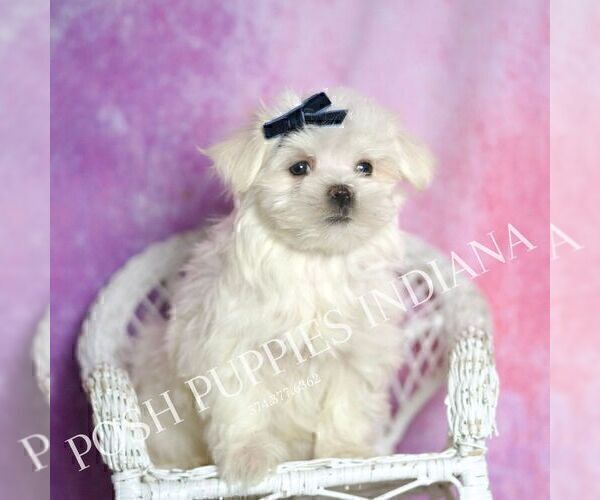 Medium Photo #4 Maltese Puppy For Sale in WARSAW, IN, USA