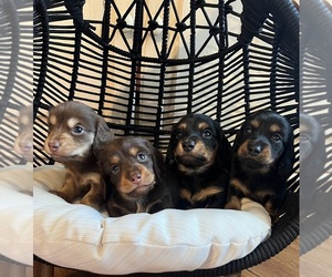 Dachshund Puppy for sale in CHATTANOOGA, TN, USA