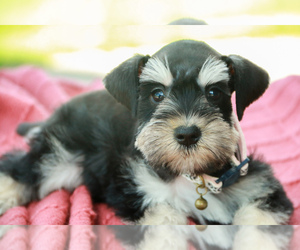Schnauzer (Miniature) Puppy for sale in SYRACUSE, IN, USA