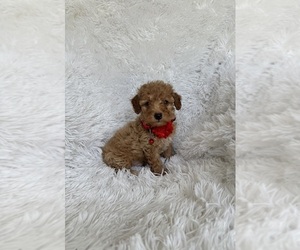 Poodle (Toy) Puppy for sale in JEFFERSONVILLE, IN, USA
