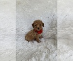 Image preview for Ad Listing. Nickname: Albert
