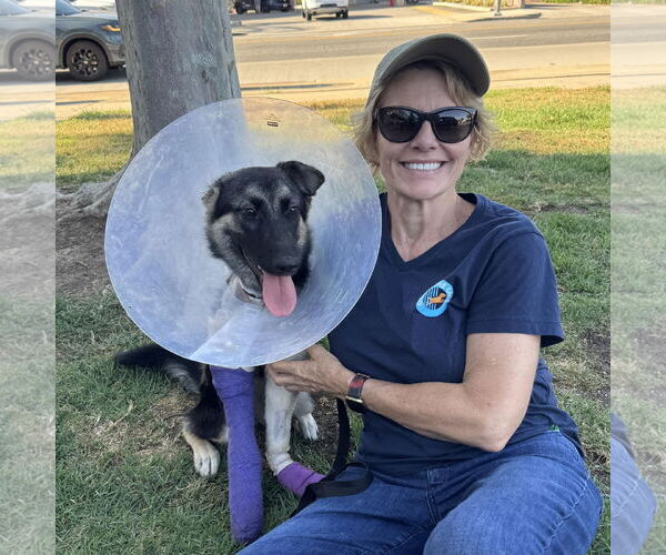 Medium Photo #4 German Shepherd Dog Puppy For Sale in Fallbrook, CA, USA