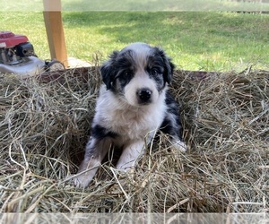 Australian Shepherd Puppy for sale in SUCHES, GA, USA